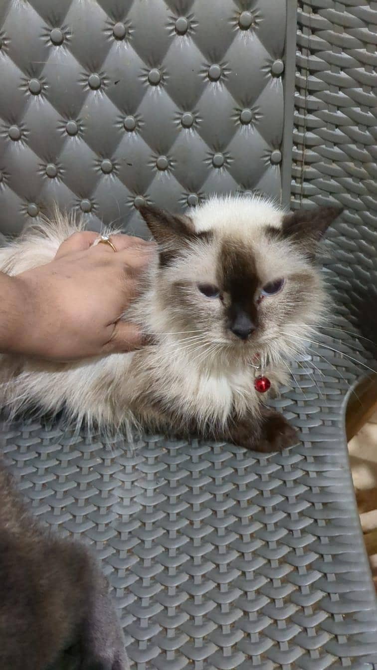 siamese kittens 6