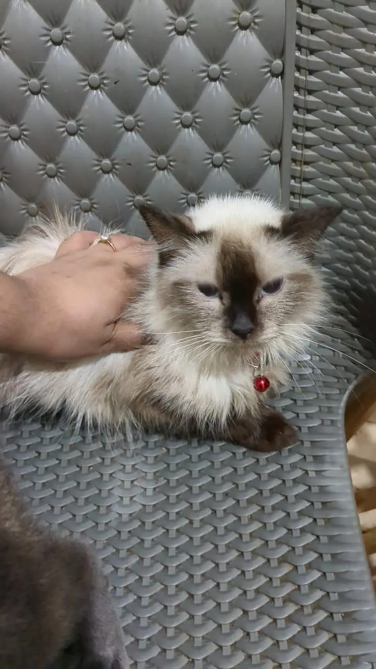 siamese kittens — photo 7