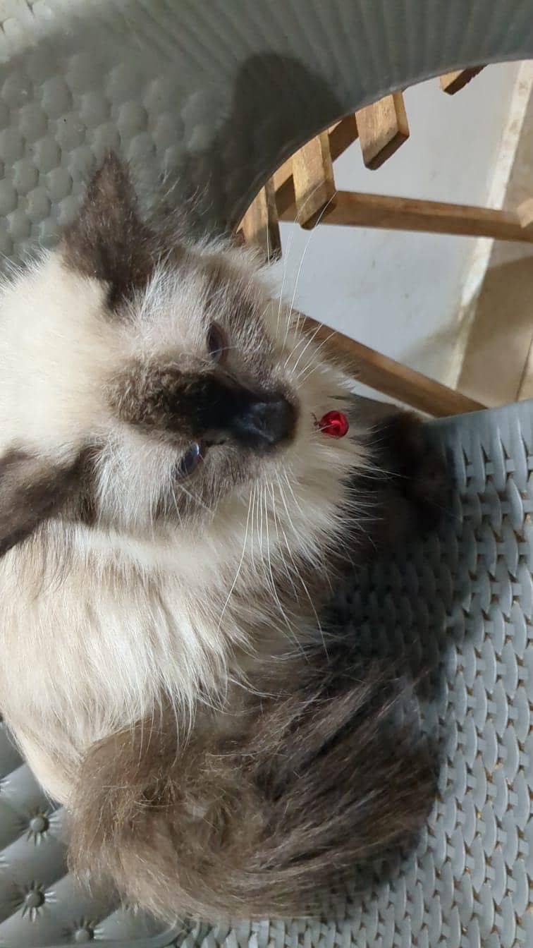siamese kittens 7