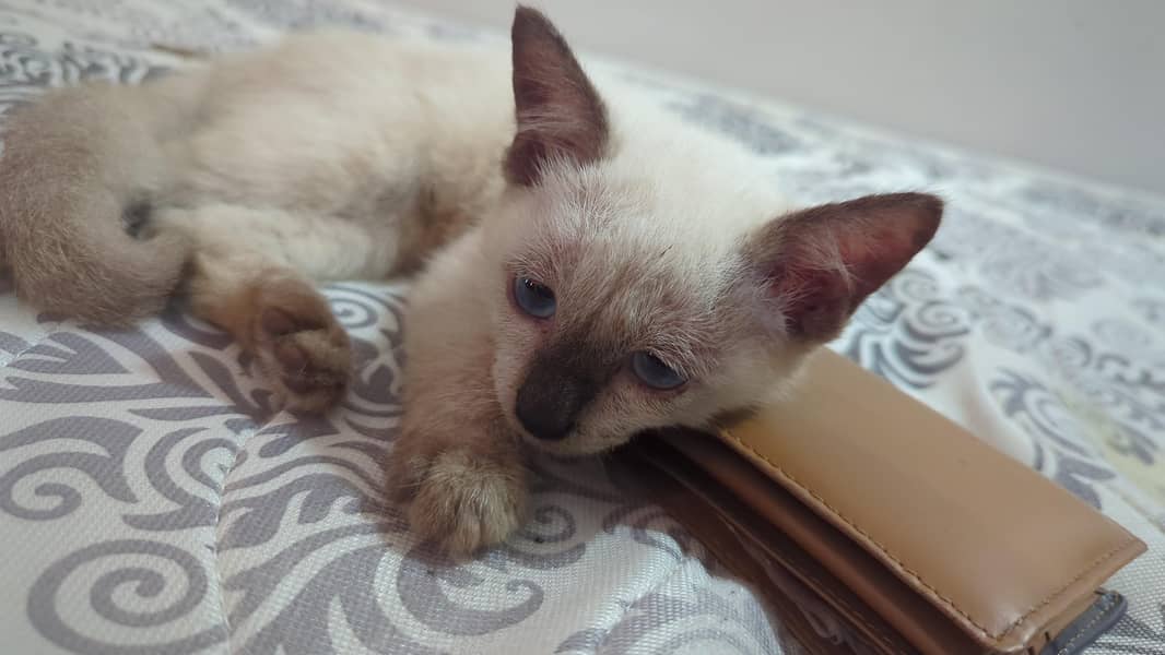 siamese kittens 8