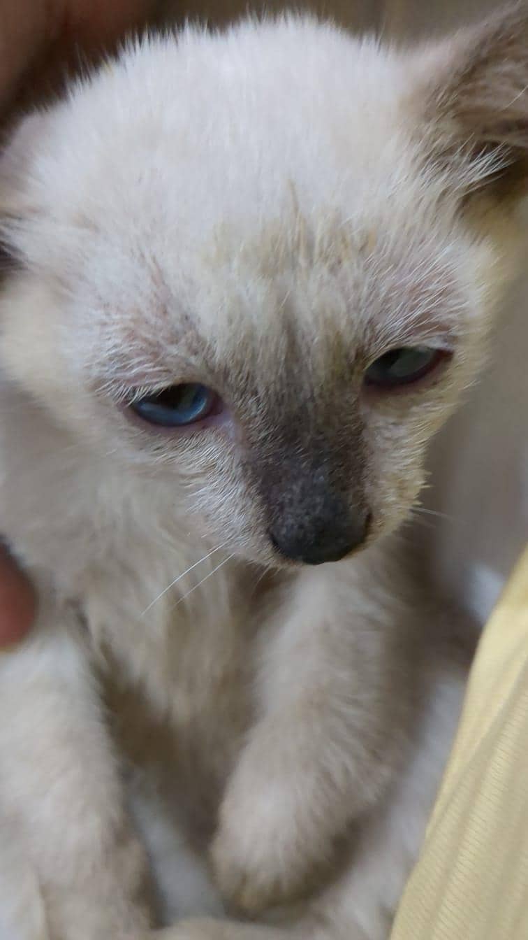 siamese kittens 9
