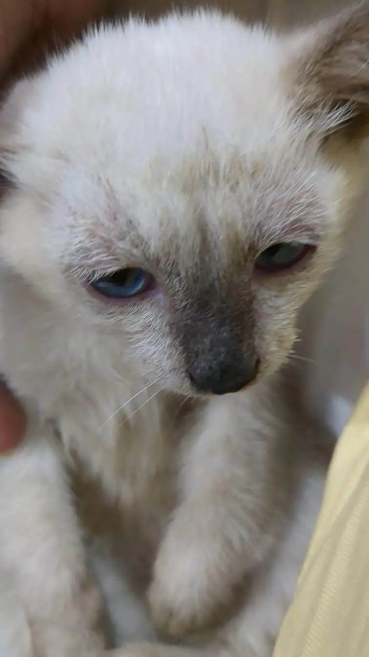 siamese kittens — photo 10