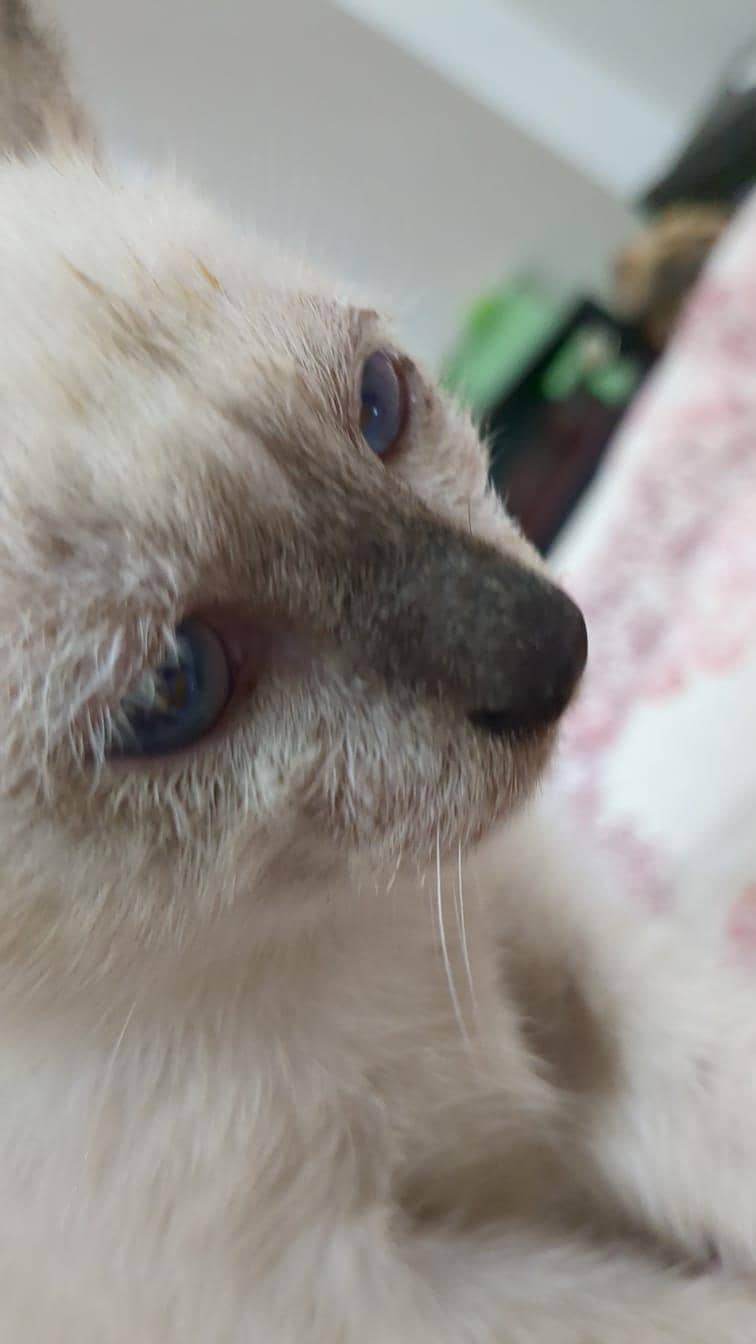 siamese kittens 10