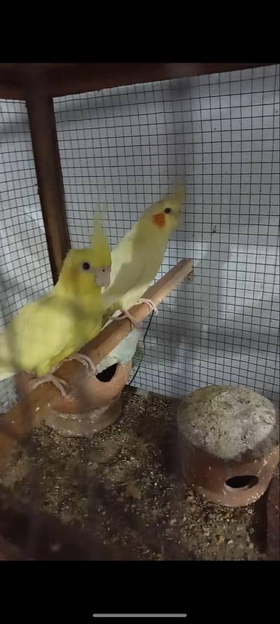 Common White Breeder pair