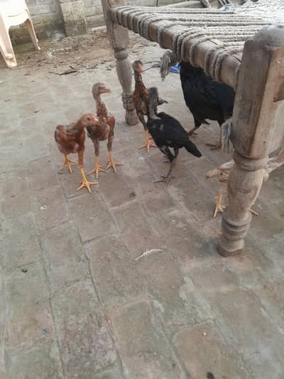 sindhi breeder or sindhi pathy available