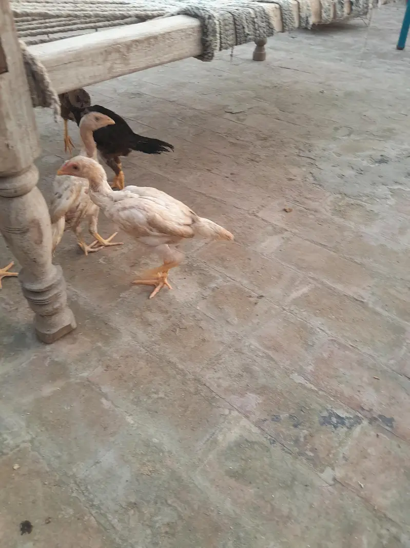 sindhi breeder or sindhi pathy available — photo 2