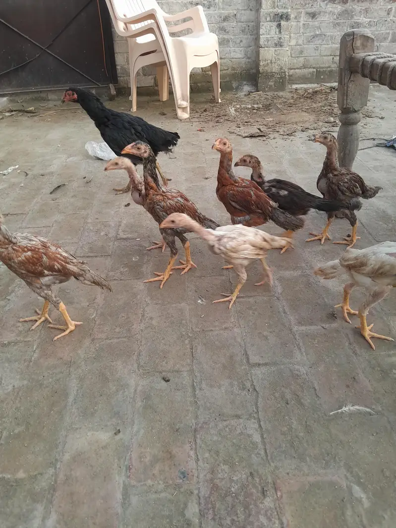 sindhi breeder or sindhi pathy available — photo 3
