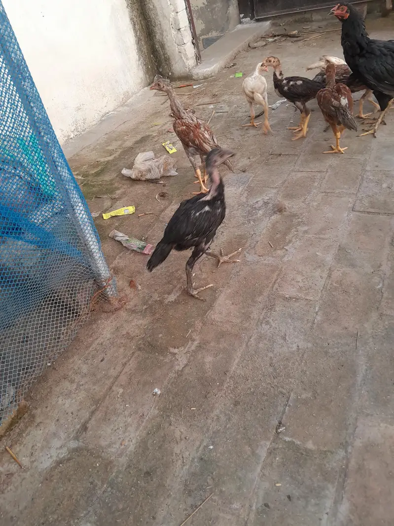 sindhi breeder or sindhi pathy available — photo 4