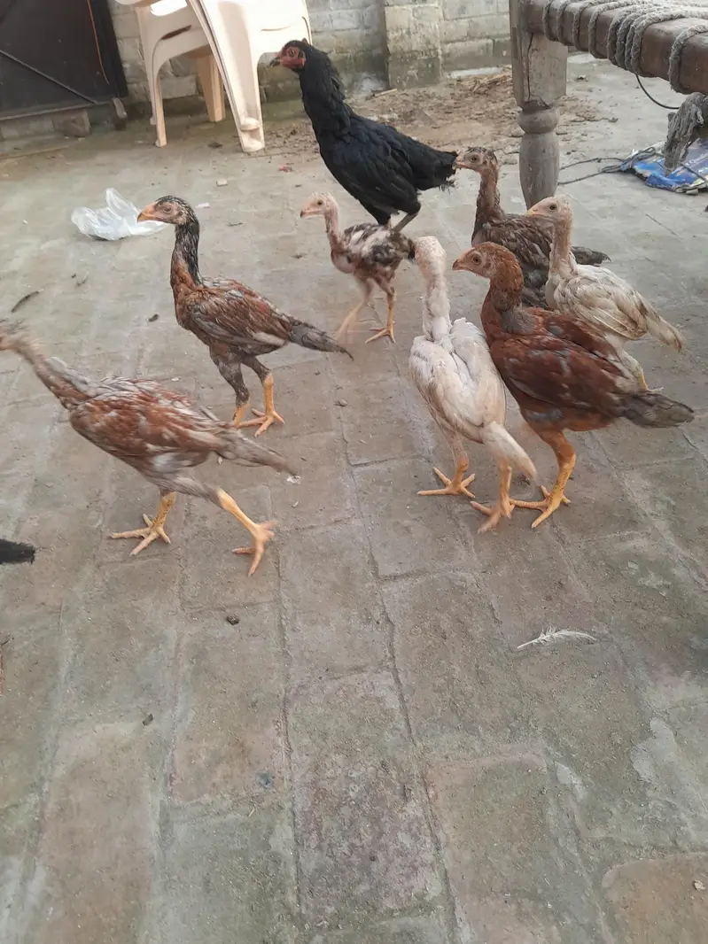 sindhi breeder or sindhi pathy available — photo 5
