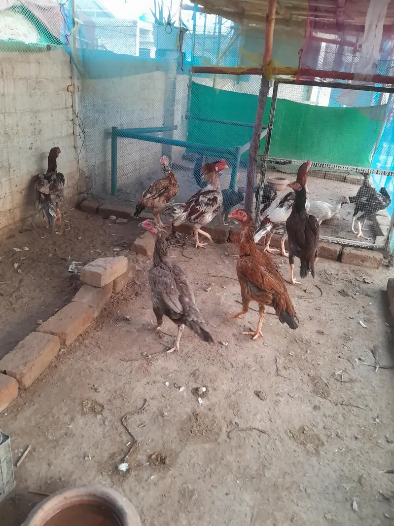 sindhi breeder or sindhi pathy available — photo 6
