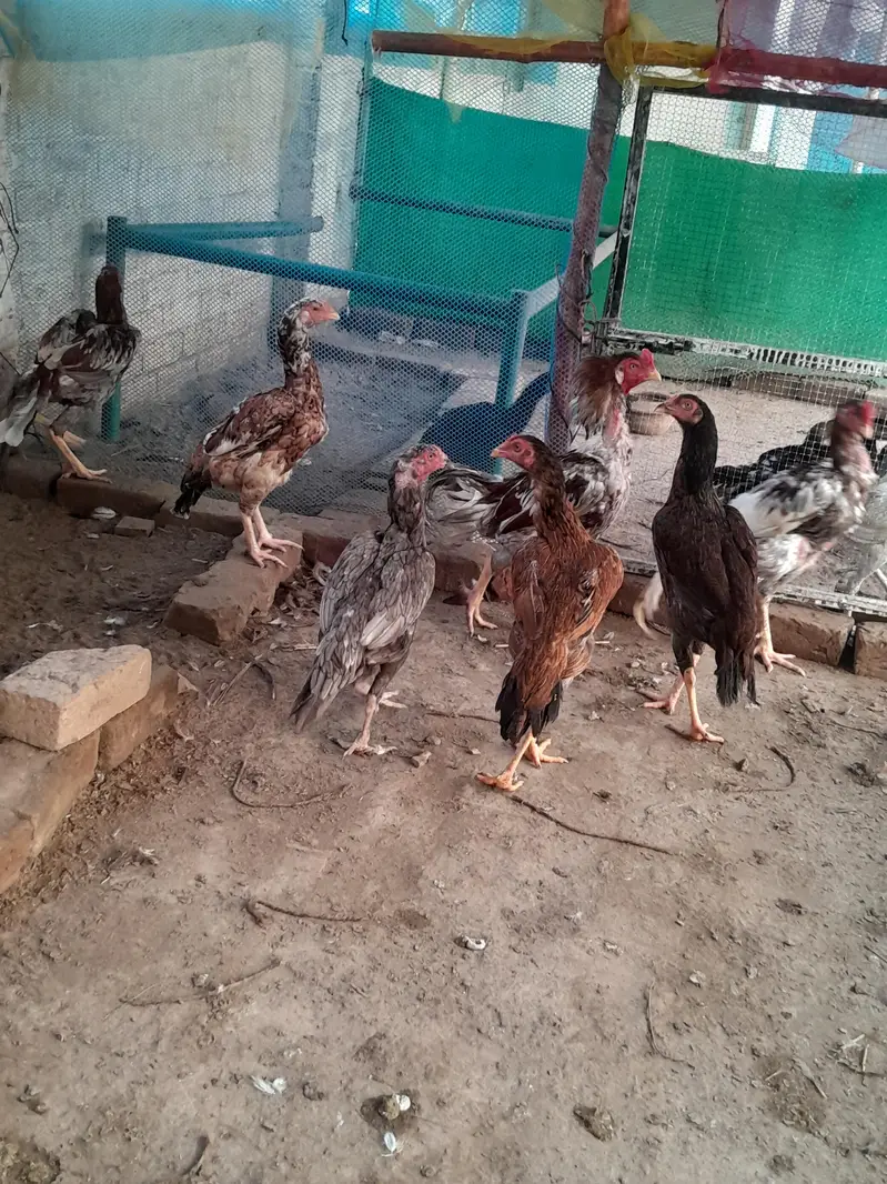 sindhi breeder or sindhi pathy available — photo 7