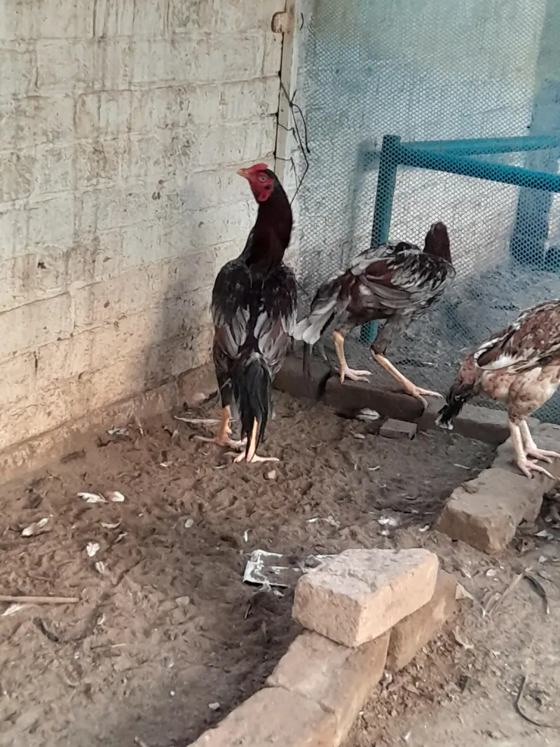 sindhi breeder or sindhi pathy available — photo 8