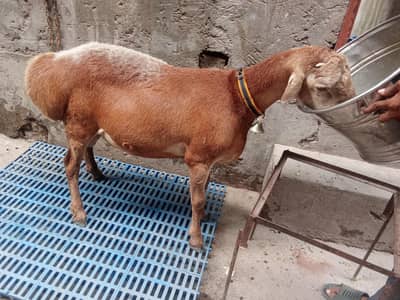 Turkey dhomba for sale age 6 maa