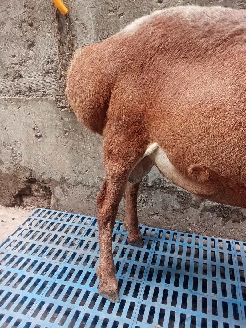 Turkey dhomba for sale age 6 maa — photo 2