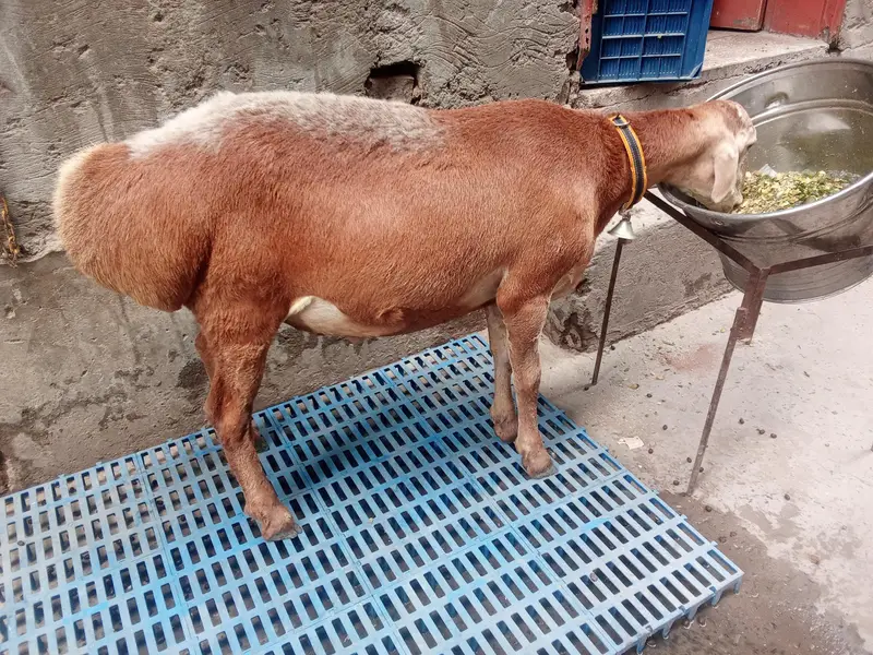 Turkey dhomba for sale age 6 maa — photo 3