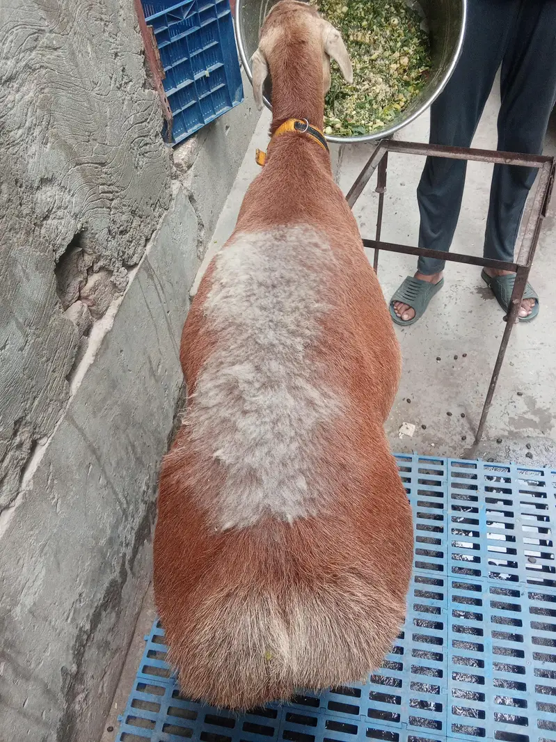 Turkey dhomba for sale age 6 maa — photo 6