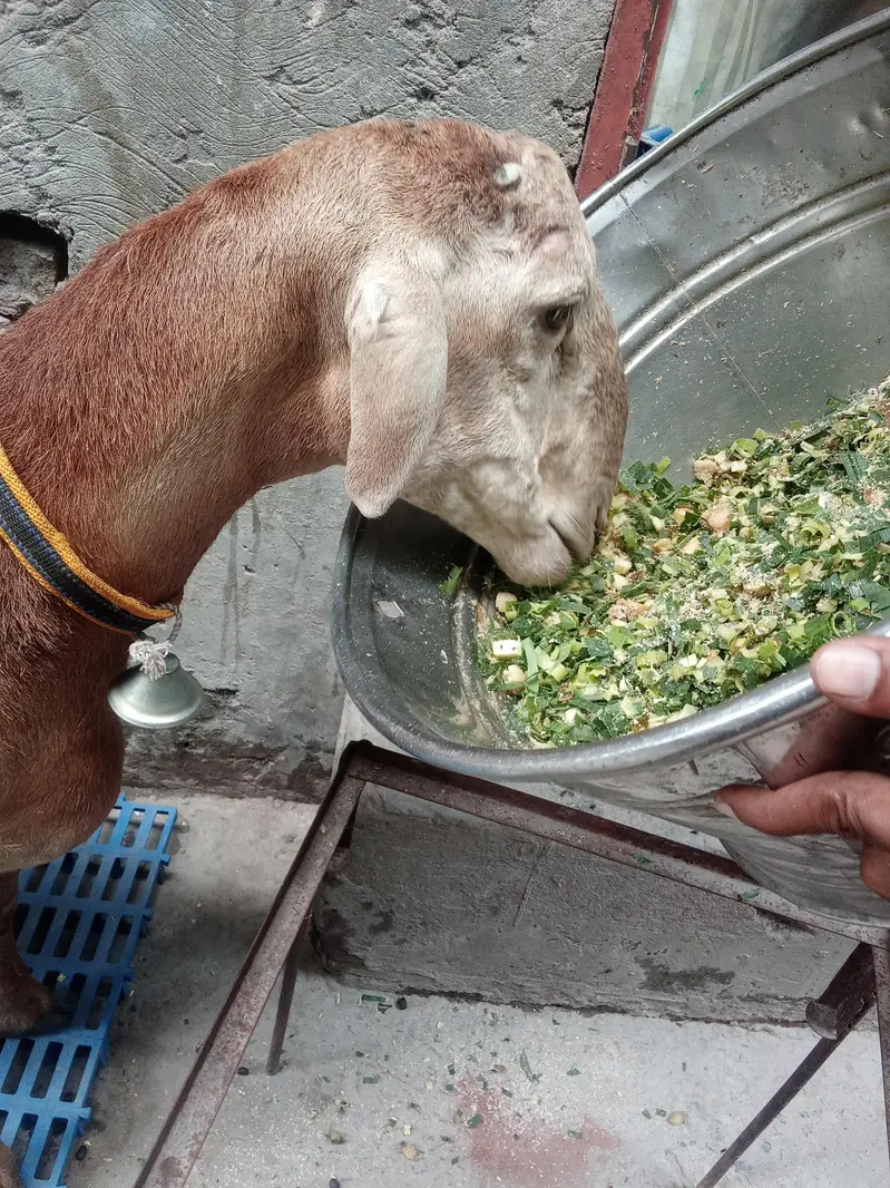 Turkey dhomba for sale age 6 maa — photo 7