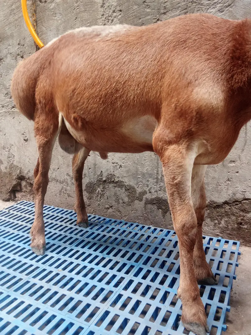 Turkey dhomba for sale age 6 maa — photo 8
