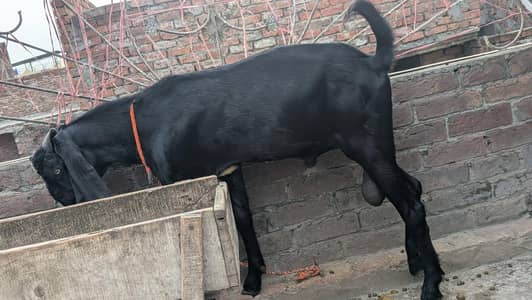 black beauty breeder bakra fresh 2 dant
