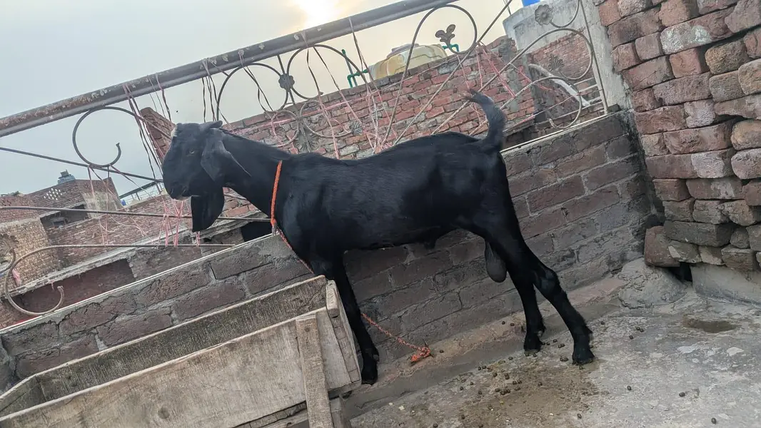 black beauty breeder bakra fresh 2 dant — photo 2