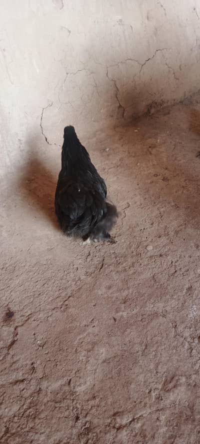 black cochin