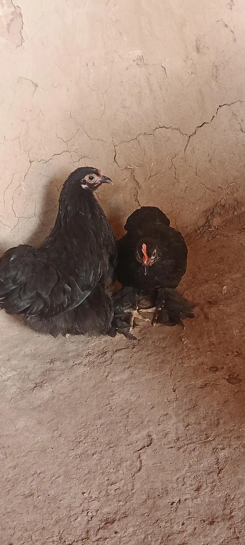 black cochin — photo 2