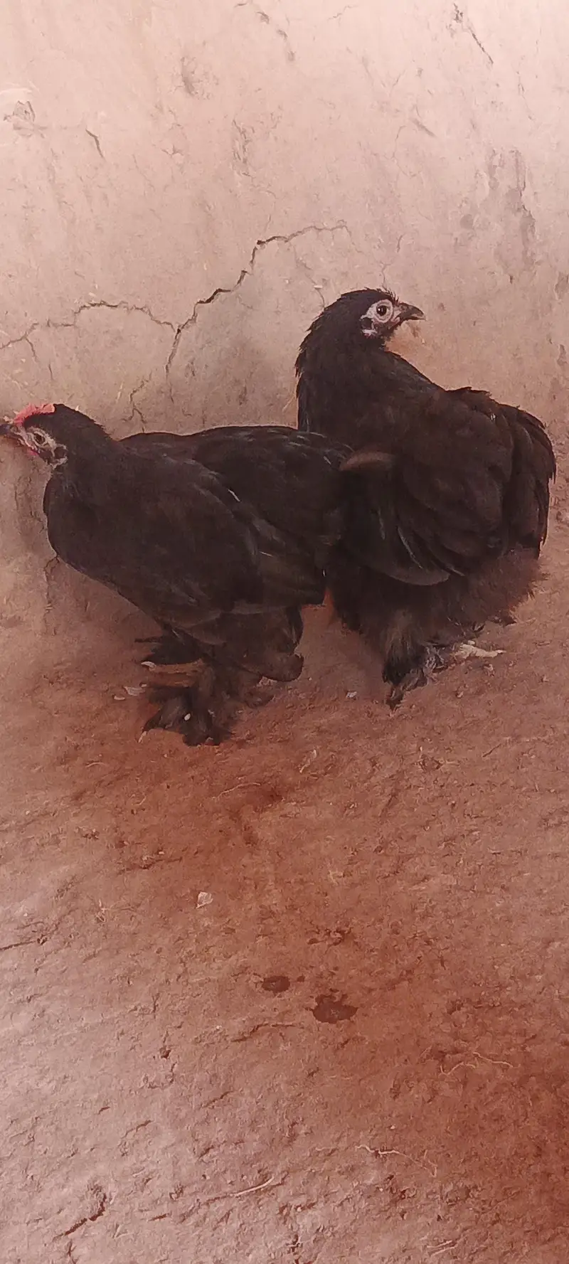 black cochin — photo 3