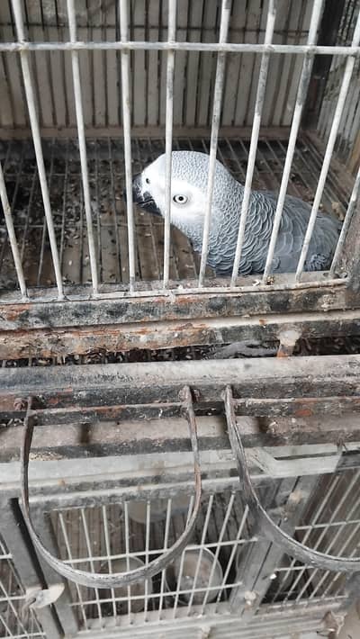 Congo grey parrot