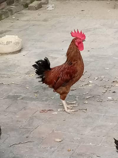 selling hens and cock