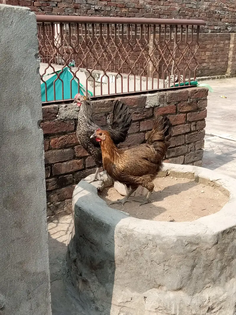 selling hens and cock — photo 2