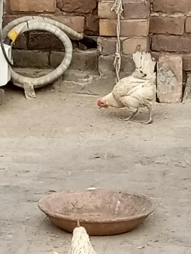 selling hens and cock — photo 3