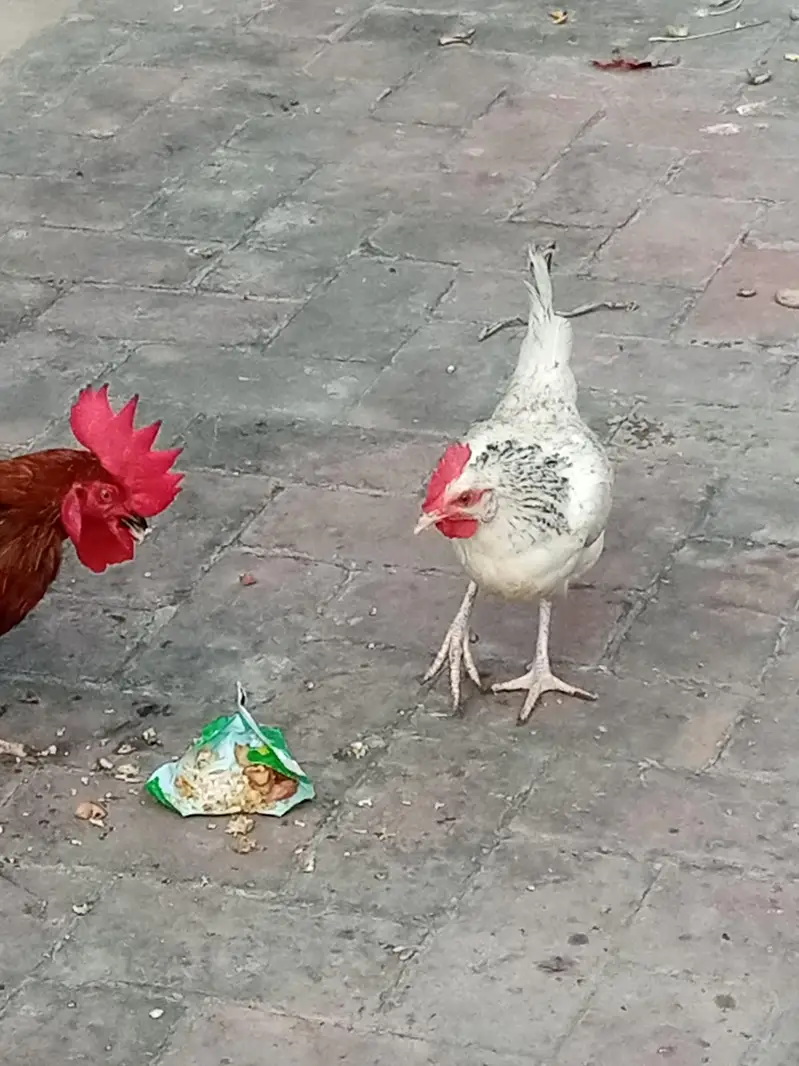 selling hens and cock — photo 4