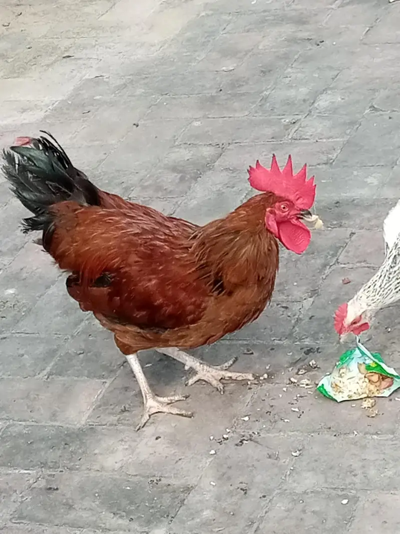 selling hens and cock — photo 5