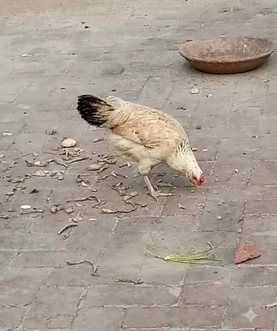 selling hens and cock — photo 6