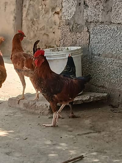6 male for sale