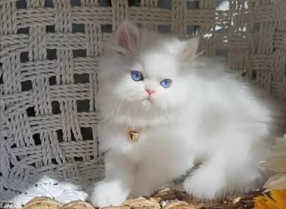 Persian kittens. Whatapp//0370460//2354