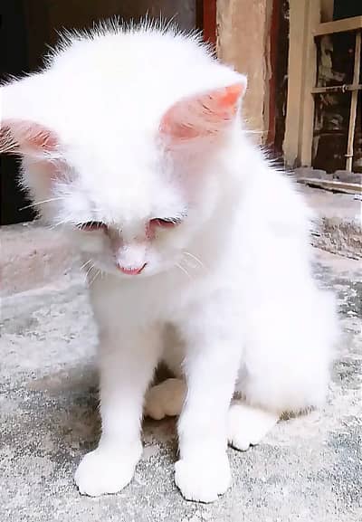 Cute White Turkish Angora Kitten (Fully Vaccinated)