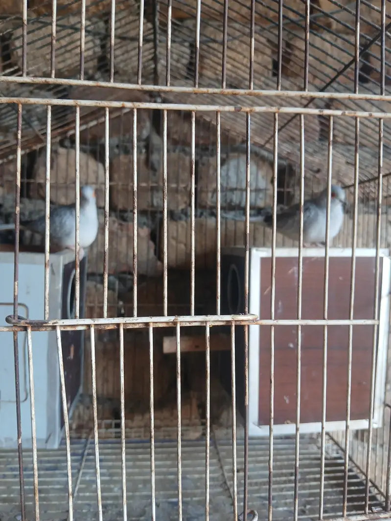 dove pair for sale with agg