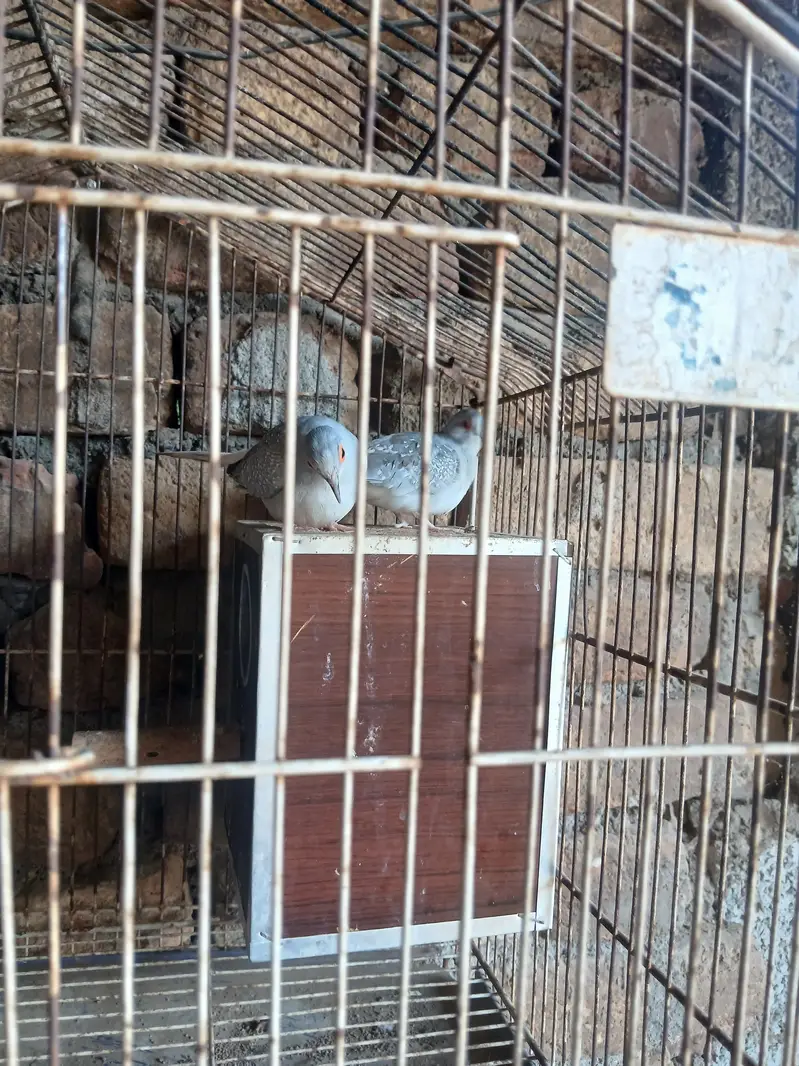 dove pair for sale with agg — photo 2