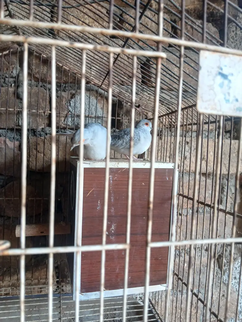 dove pair for sale with agg — photo 3