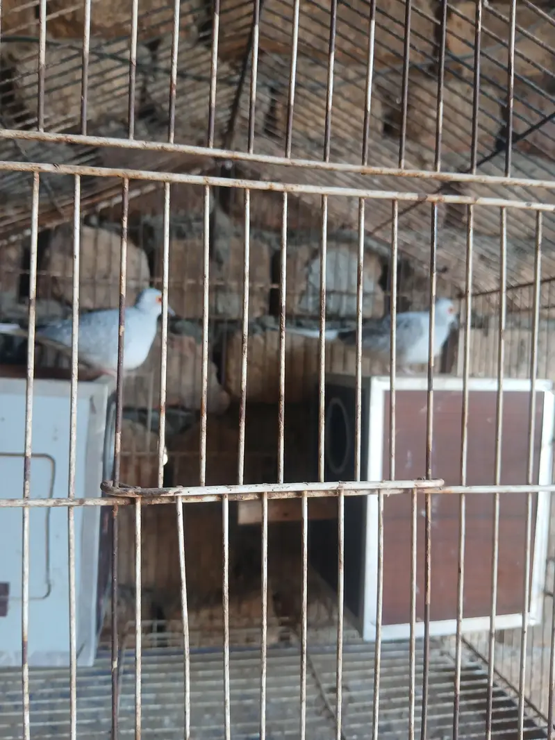 dove pair for sale with agg — photo 4