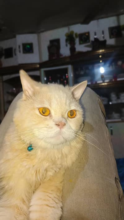 i am selling my Persian cat fully Vacinated and also neuterd