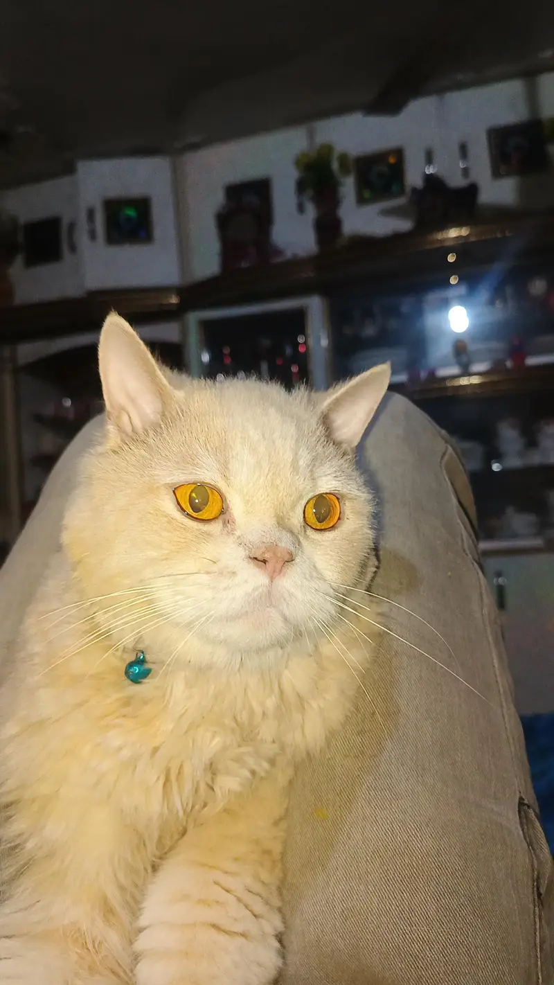 i am selling my Persian cat fully Vacinated and also neuterd — photo 2