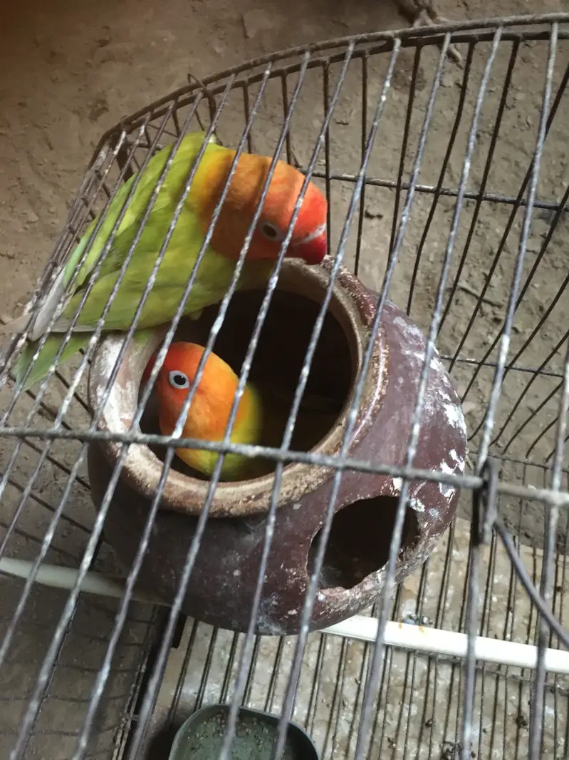 Mushki mindi  love bird — photo 3