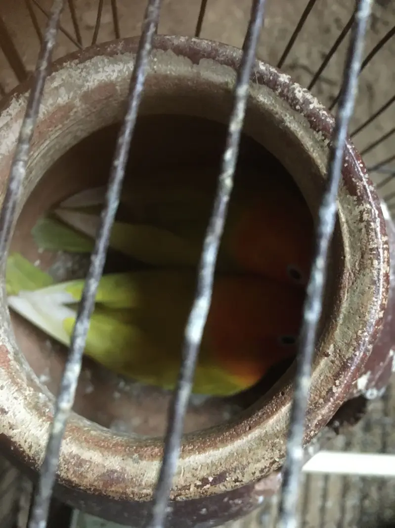 Mushki mindi  love bird — photo 4