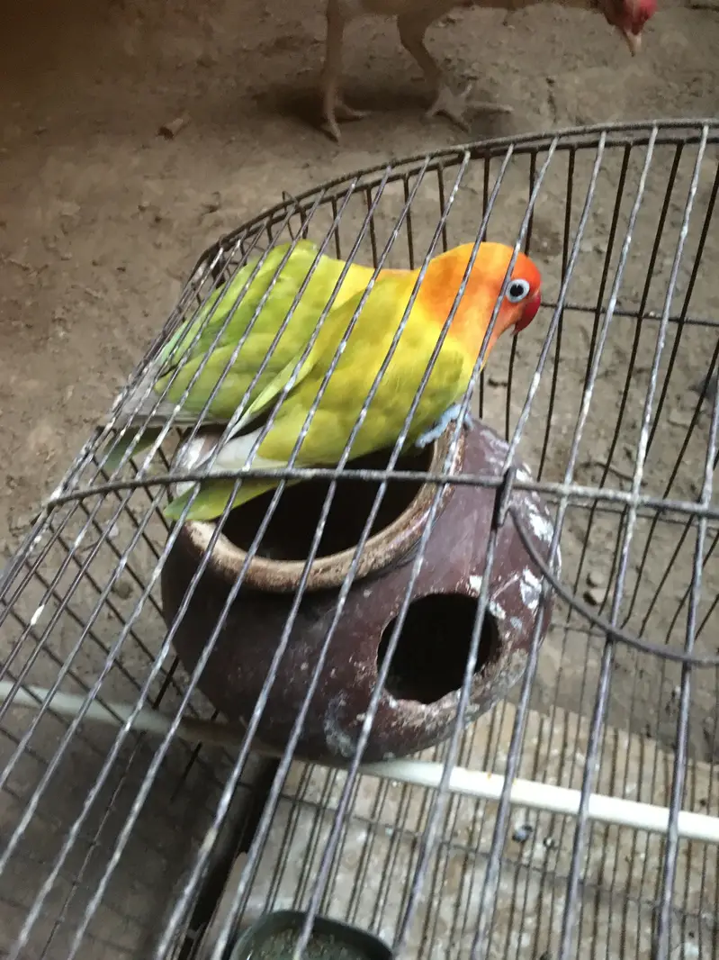 Mushki mindi  love bird — photo 5
