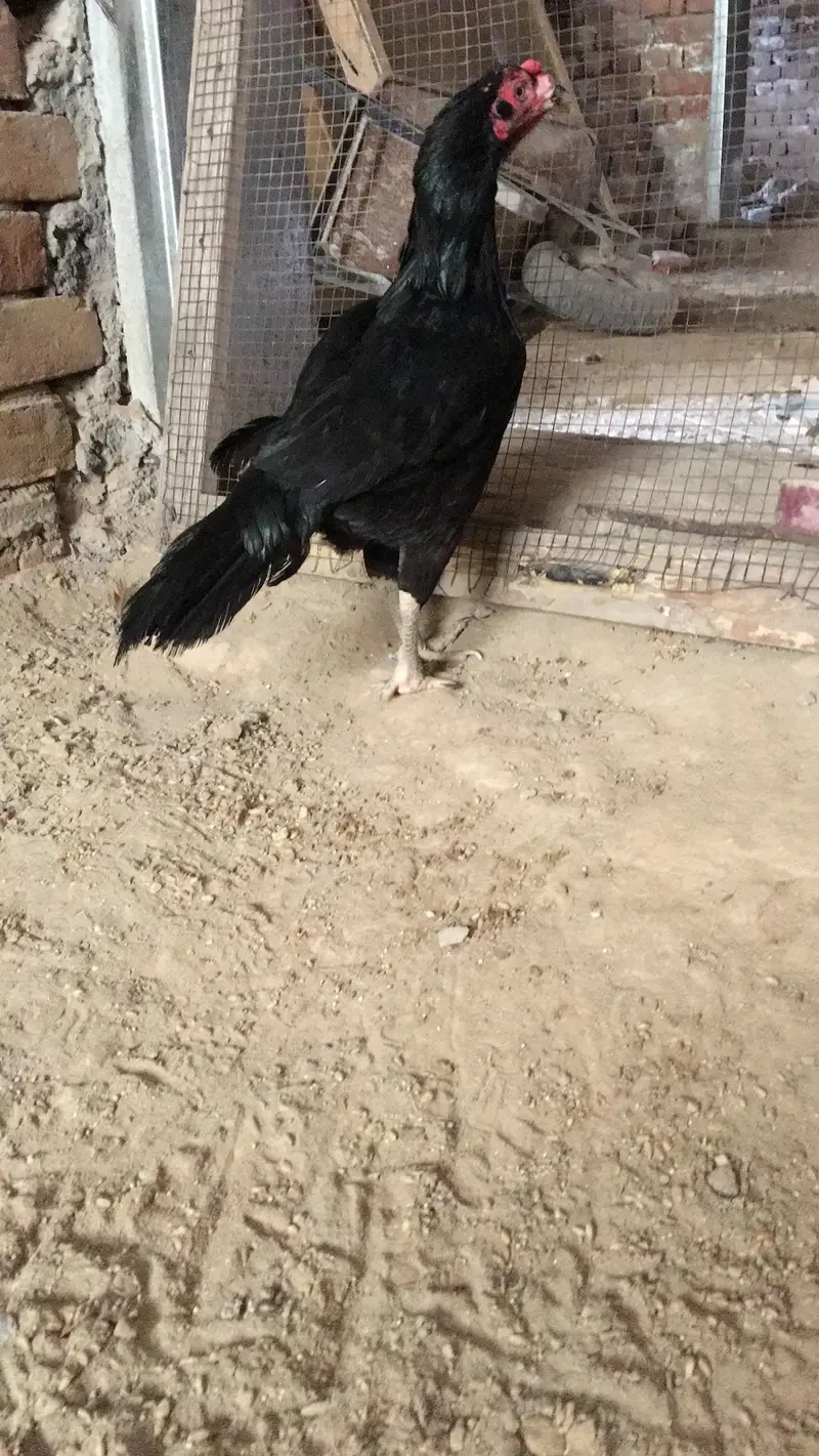 Mushki mindi  love bird — photo 7