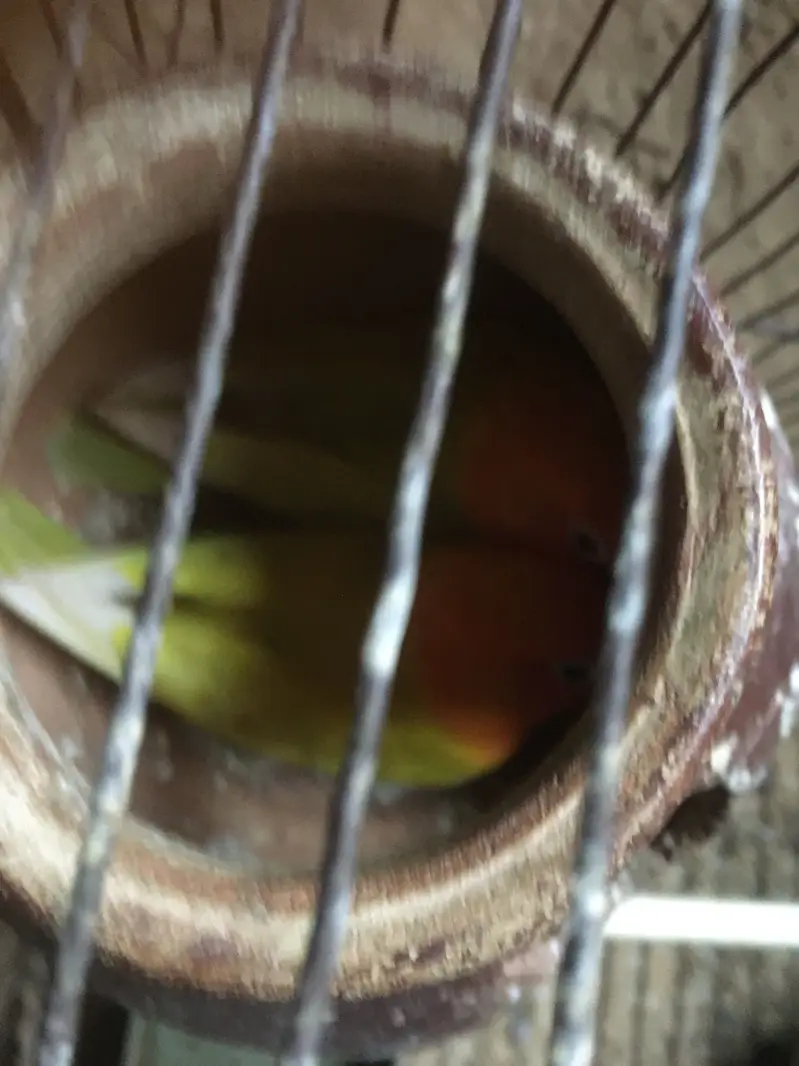 Mushki mindi  love bird — photo 8