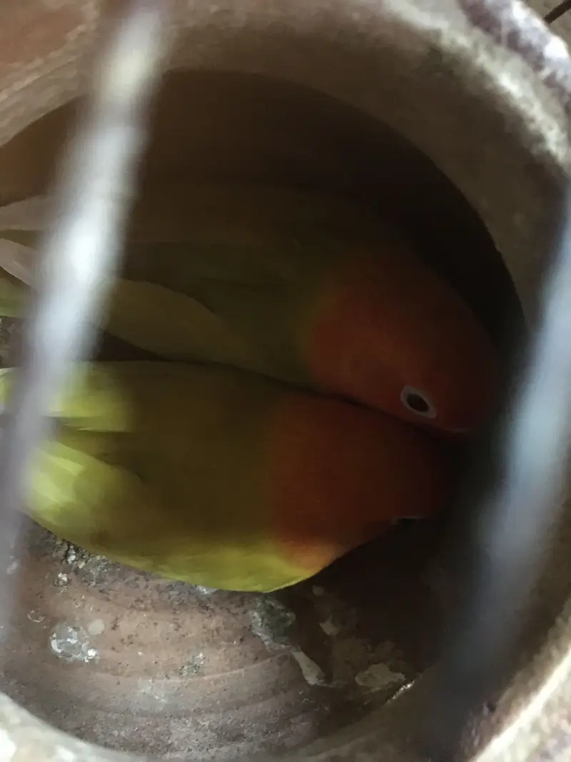 Mushki mindi  love bird — photo 9