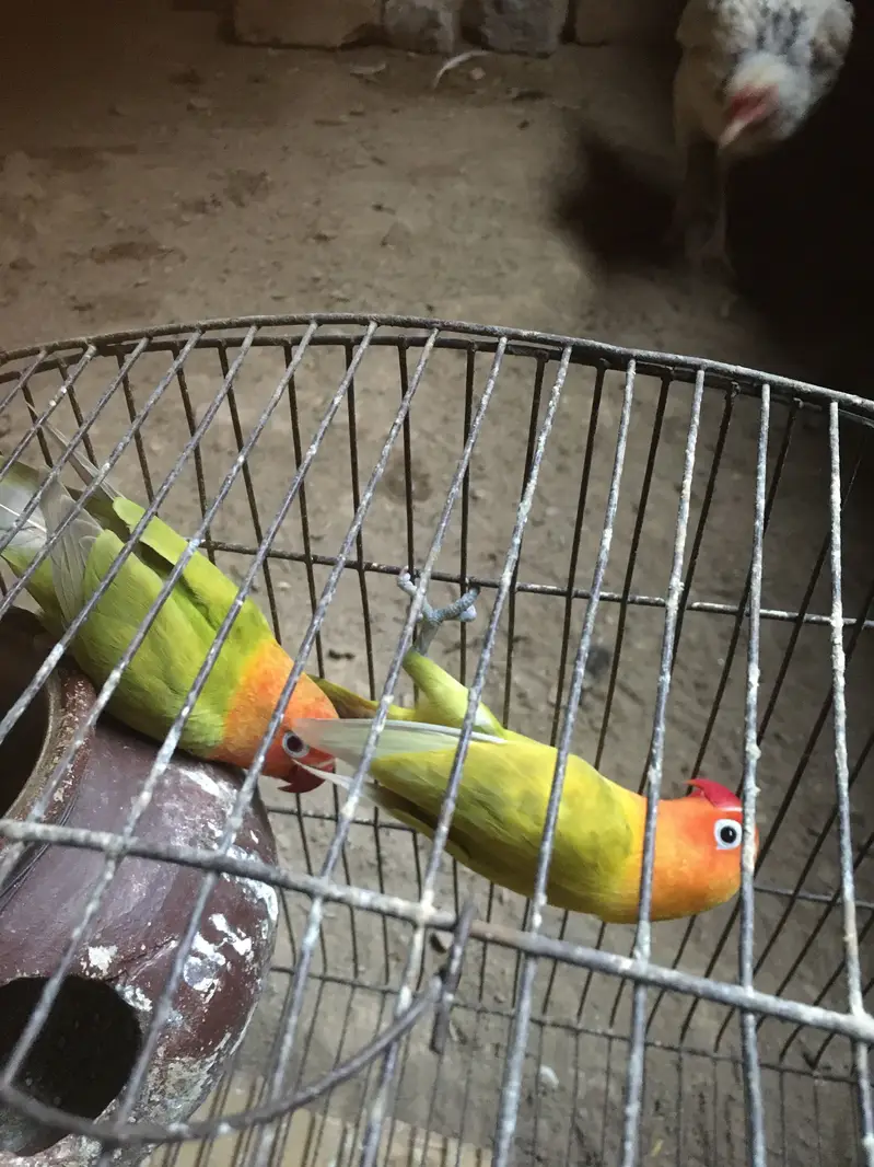 Mushki mindi  love bird — photo 10